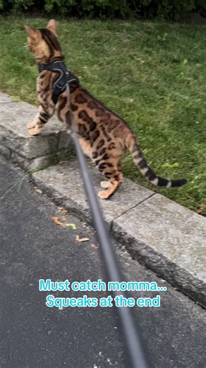 George the Bengal Cat's Fast Walk and Outdoor Fun