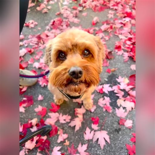 4 comments | Dolomites ✔️ Bavarian Alps ✔️ Our well travelled pups being the best companions   Another trip of a lifetime in the most unreal destinations with my best pals. The Italian Alps are straight out of a fairytale! So beautiful in every direction. We got some amazing hikes under our belt, the most unreal camping spots and had the best pizza Italy had to offer! Best get planning for their next adventures! ❤️ | Alisha Louise Aesthetics | Facebook