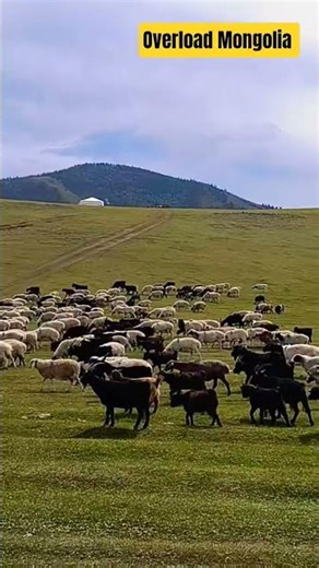 Journey between Grass lands and mountains #overlandmongolia #planetwayround