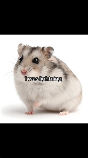 Adorable Hamster Moments That Will Make You Smile