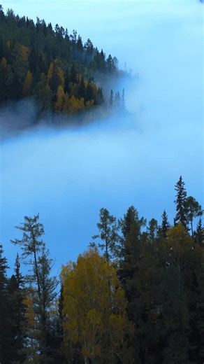 2.6K views · 42 reactions | Breathtaking #scenery in Kanas Scenic Area, #Xinjiang: misty woods, golden birches, green pines, and yellow-green trees blend perfectly. Distant forests fade softly, nearby ones stand clear 朗. #nature | Discover Xinjiang | Facebook