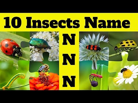 Insects and Bugs Vocabulary 🐜🐝| 10 Insect Names Start with Letter N | Fun & Education with Insects