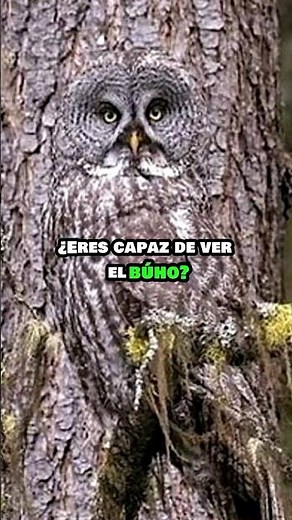 👀 Mimetismo INCREÍBLE #ciencia #curiosidades #educativo