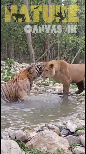 Amur Tiger vs Athena Lioness: First Shocking Meet! 🐅🦁