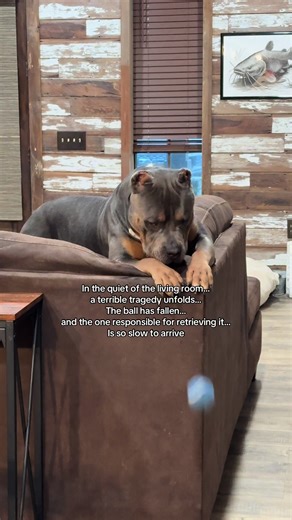 Dozer the Smart Dog: A Daily Drama Unfolds