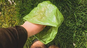 Why Is My Dog's Poo Soft? 6 Reasons Why Your Dog's Stool May Be Soft