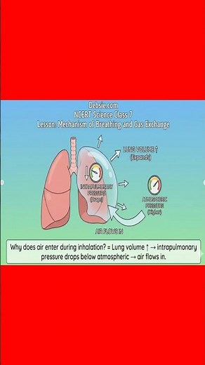 Mechanism of Breathing and Gas Exchange Explained in 60 Seconds | NCERT Science Made Easy for Recap