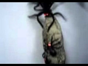 Animated Spider Cocoon spinning