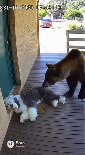 The bear was scared of the frying pan #wildlife #wildliferescue #animals