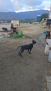 50K views · 1.4K reactions | LUCKY DOG'S BADMAN ( AKA MALO ) https://www.apbt.online-pedigrees.com/modules.php?name=Public&file=printPedigree&dog_id=562690 Be careful what you ask for you just might get it all螺 | LUCKY LOPEZ | Facebook