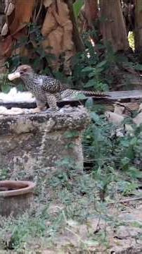 Asian Koel😍🐦#birds