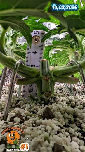 Sunset Sherbet GF #1 Week 4 Day 24 #diyfertilizer #citricacid #coco #fishhydrolysate #music #koh