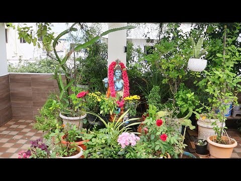 Dr. Ravi Kiran's Terrace Garden Episode 1