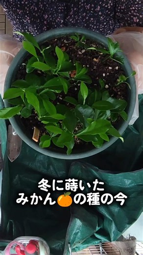 みかんの種、その後…33本になってました🍊