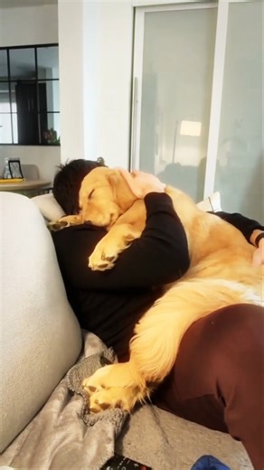 A Golden Retriever a Day keeps the Bad Vibes Away 😆🐶 #shorts