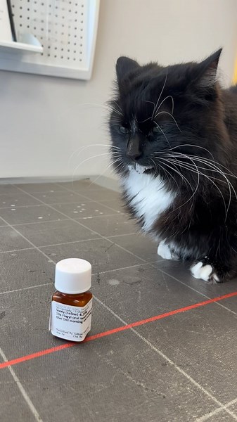 Sooty! Living the dream on Instagram: "Poor Sooty has an upset tummy- thanks to @myvet.ie for looking after her- even if she is not happy about it! Remember to vote Sooty! See my story! ❤️❤️🐾🐾🐾🐾🐾🐾🐾🐾 #sooty #vet #vetvisit #vetmed #medicine #yucky #blep #foamingatthemouth #catvideos #funnycatvideo #funnycat #catvideooftheday #catvideooftheday"