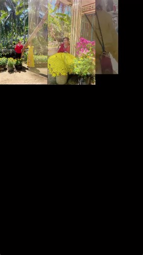 Video của Kim thoa Thoa Nguyễn (@kim.thoa.thoa.ngu7) với bản nhạc nhạc nền - 🌺🌺thuý hằng 🌺🌺 - 🍓Phương Anh🍓