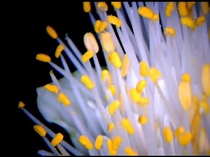 microscope video: Flower with many stamens / Nahaufnahme von Staubblättern einer Blüte