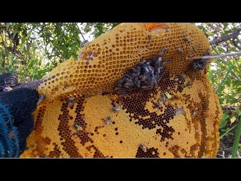 How to harvest honey and beeswax safely.