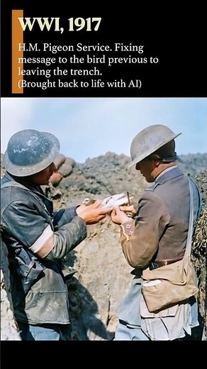 WW1 Brought to Life: British Soldier Prepares Messenger Pigeon Before Trench Departure. 1917