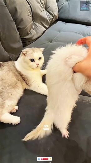 True friendship between a cat and ferret #facts #honeysingh #cutepets #viral #animals #ytshorts ￼