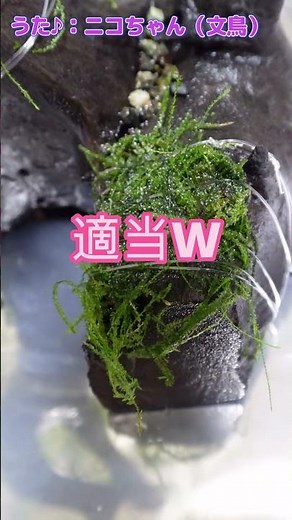 初心者でもできる？モスの活着やってみた #アクアリウム＃水草＃ウィローモス＃アクアリウム水槽＃アクアリウムレイアウト＃ヤマトヌマエビ