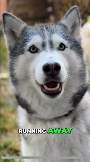 Husky "Staff" vs. "Owner": A Battle of Wits #shorts