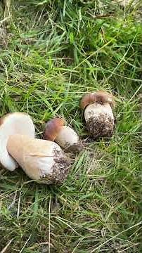 Funghi che Passione | #edulis dei prati e … concimati. Ecco perché pulirli