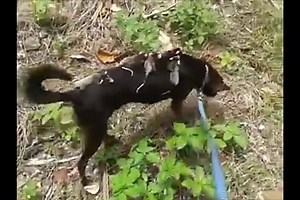 This Sweet Dog Became A Mom To A Litter Of Orphaned Opossums | Freedom for animals