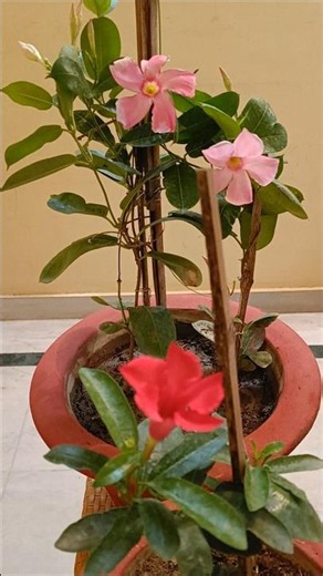 4 important tips to get beavy blooming in Mandevilla Plant#short#ytshort