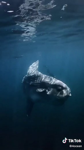 Close-up View of Ocean Sunfish in Stunning Detail