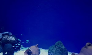 አንድነት ፓርክ ዘወትር ከማክሰኞ እስከ እሁድ ከጠዋት፡ 3:00 - 11:00 አገልግሎት ይሰጣል። Paarkiin Tokkummaa yeroo hunda Kibxataa hanga Dilbataa sa'a 3:00_11:00 tti banaadha. Unity Park is open for visitors every Tuesday to Sunday from 9 AM - 5 PM. Purchase your ticket now at https://unitypark.et or call 251118578718 for further information. #አንድነትፓርክ #unitypark | Unity Park Ethiopia - አንድነት ፓርክ ኢትዮጵያ