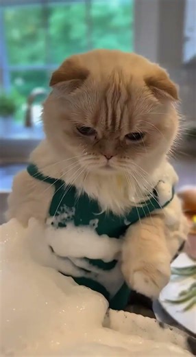 Мисти и Изабелла — ужин не удался 😂🍽️💥🐾🇬🇧 Misty and Isabella — dinner didn’t go as planned 😂🍽️💥🐾