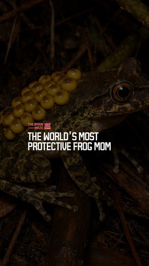 3.8M views · 58K reactions | The World’s Most Protective Frog Mom -The backpack frog of Colombia is one of the world’s most protective mothers, carrying her eggs on her back until they hatch into tadpoles or tiny froglets. | The Brain Maze | Facebook