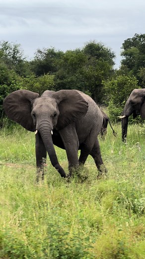 Friendly warning! Adolescent elephant trumpeting 🐘 #southafrica #safarisnippets #viralvideo #fyp #timbavati ##SAMA28