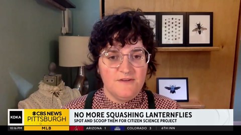 Researchers call on people to scoop up spotted lanternflies for science