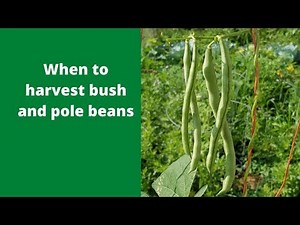 When to harvest bush and pole beans