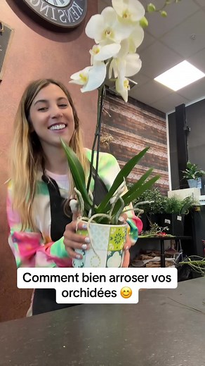 Comment bien arroser vos orchidées : conseils pratiques