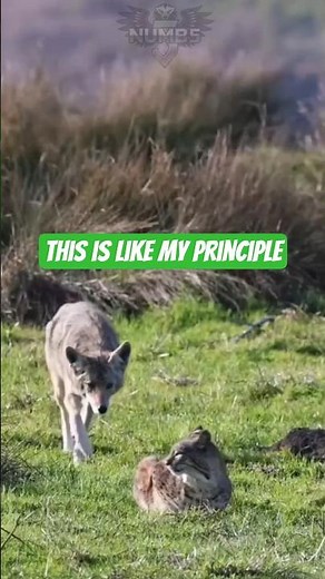 LYNX: A SILENT PREDATOR THAT HUNT WITHOUT SOUND!#animals #wildlife #lynx