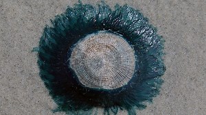 Blue button 'jellyfish' wash up on the Jersey Shore courtesy of Hurricane Florence