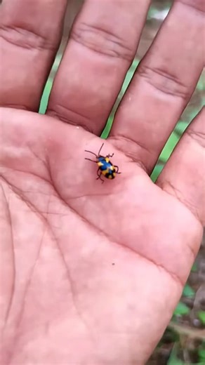 Asian beetles you've never seen #anyuniqueanimals🫴😱🐛#beetle#insects#beautifulinsects#nature#wildlife