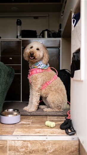 Traveling with a dog? @LovesTravelStops has you covered! 🐶❤️