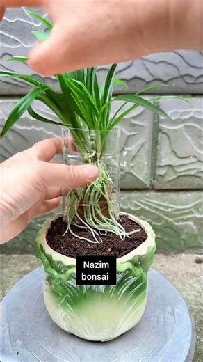 Spider plant with roots embracing rocks and exposed roots - planting tips #plantingknowledge