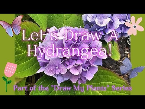Learn to draw a Hydrangea - Part of my "Draw My Plants" series