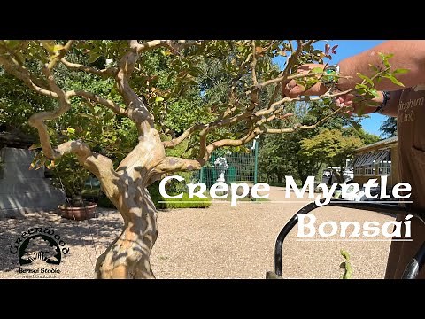 Trimming a Crepe Myrtle Bonsai - Greenwood Bonsai