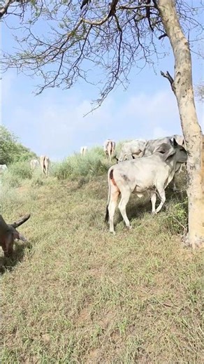 White Cow Crowd|Cow drawing easy and beautiful|Big Female Cow full enjoy eating grass Big Bull (4)