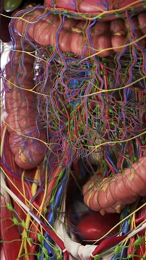 Abdominal anatomy in 3d #meded #anatomy #3dmodel