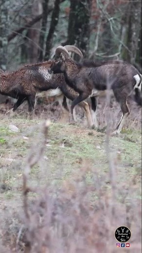 The King of the Mountains! Magnificent Mouflon Sighting in the Wild