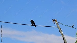 Great tailed Grackle bird on power pole cable in Mexico.