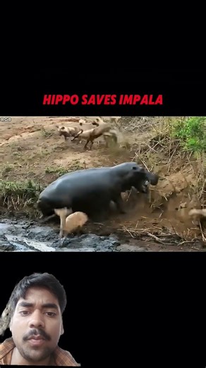 The Hippo Became a Hero-Saving an Impala from Wild Dogs! #trending #animals #wildlife #hippo #shorts